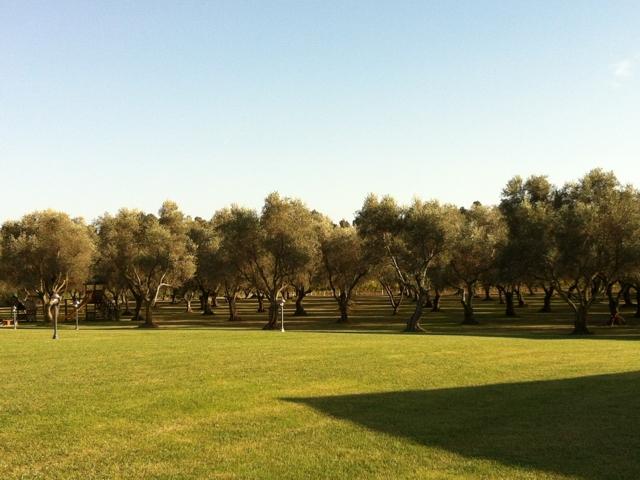 prachtige olijfgaard van villa barbarina - alghero.jpg