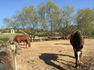 abba e murta - country hotel sardinie - sardinia4all (17).png