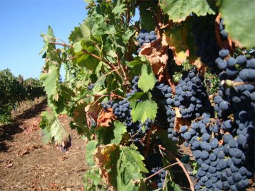 Caponieddu is ook een producent van de wijnen Vermentino en Cannonau
