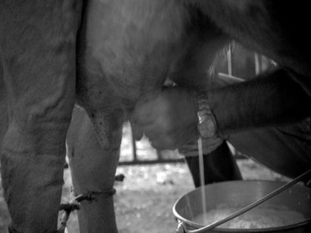 Neem een kijkje tijdens het melken van de koeien in de Agritoerismo!